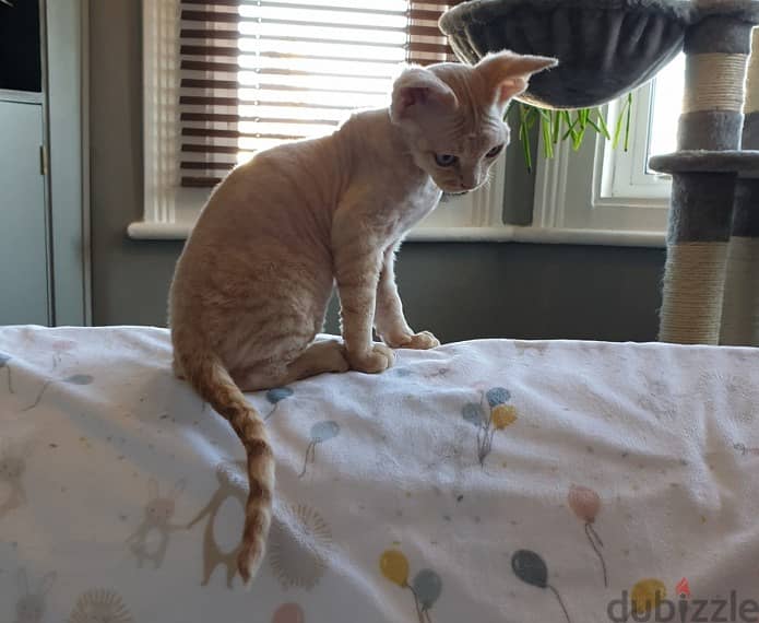 Whatsapp me +96555207281 Devon Rex kittens for sale 1