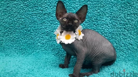 Whatsapp me +96555207281 Sphynx Kittens for sale