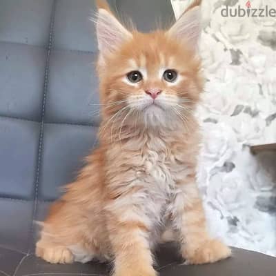 Maine coons// Whatsapp +971552543679