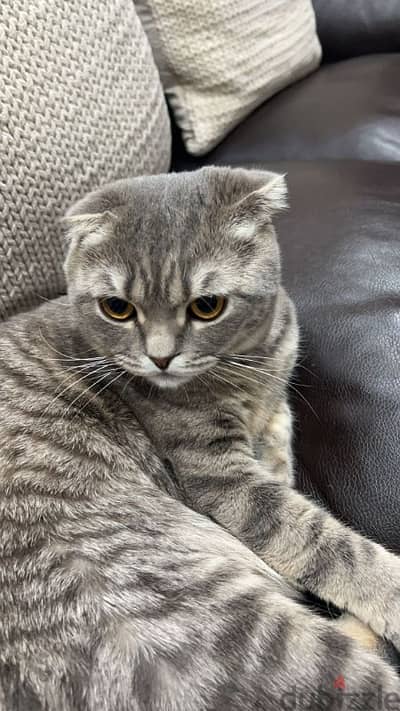 Free Male Scottish fold cat