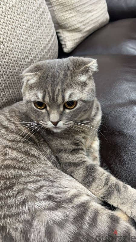 Free Male Scottish fold cat 0