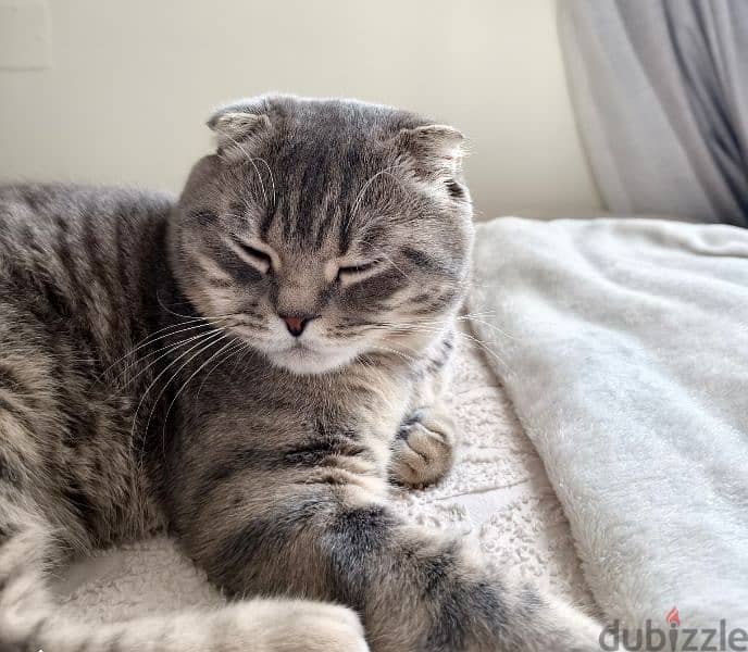 Free Male Scottish fold cat 1