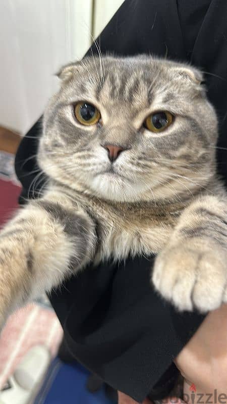 Free Male Scottish fold cat 3