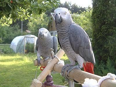 Whatsapp me +96555207281 Friendly African Gray parrots for sale