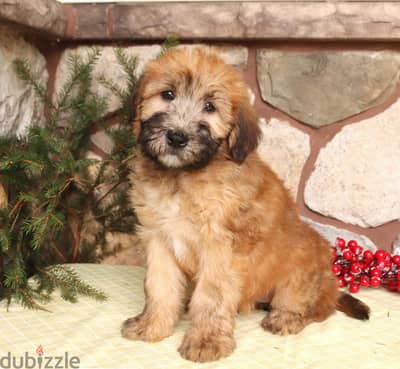 Whatsapp me +96555207281 Wheaten terrier  puppies for sale