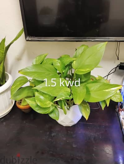 Indoor plants for sale