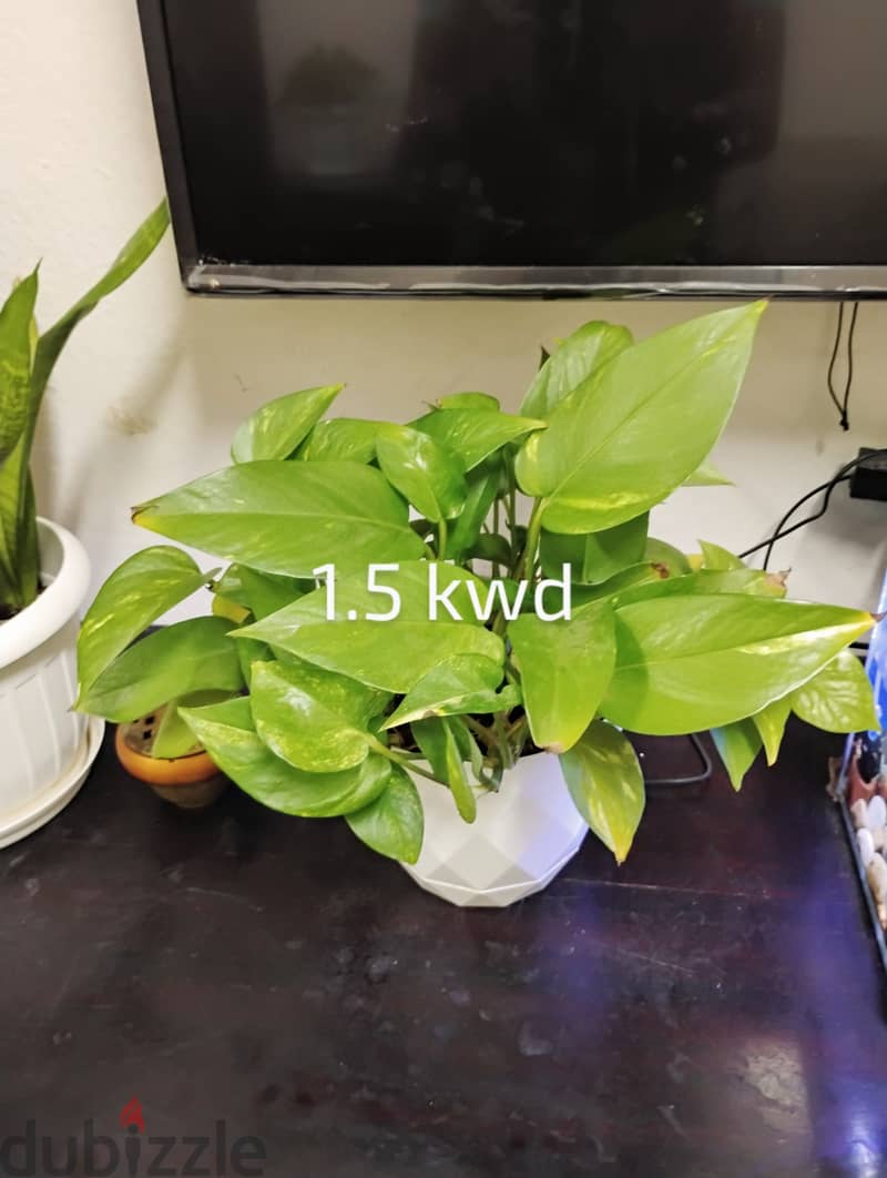 Indoor plants for sale 0