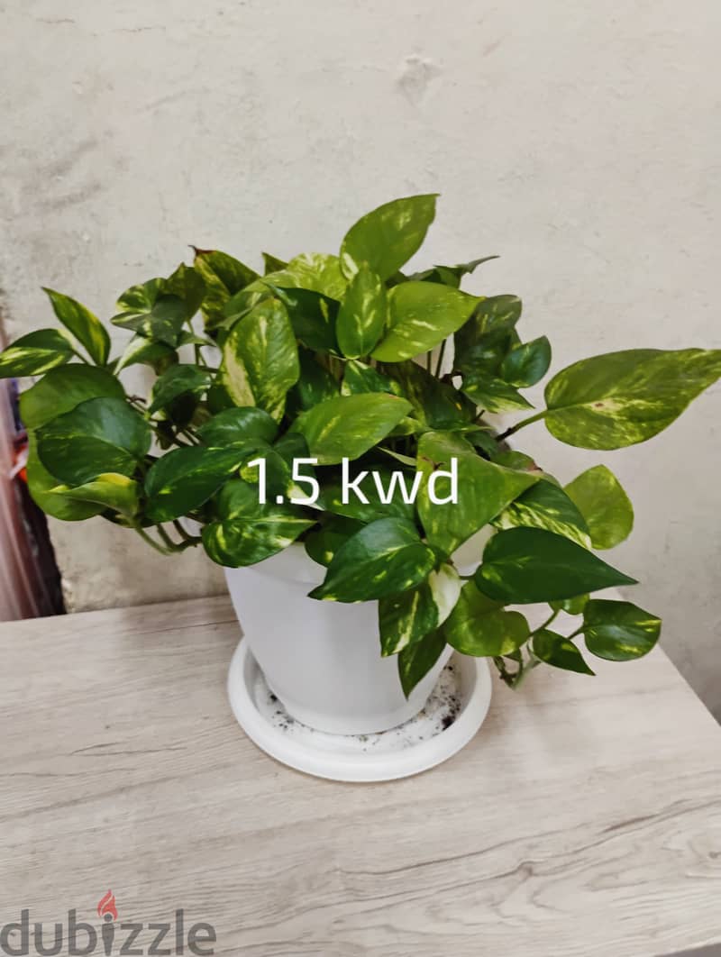 Indoor plants for sale 1