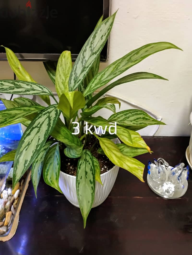 Indoor plants for sale 2