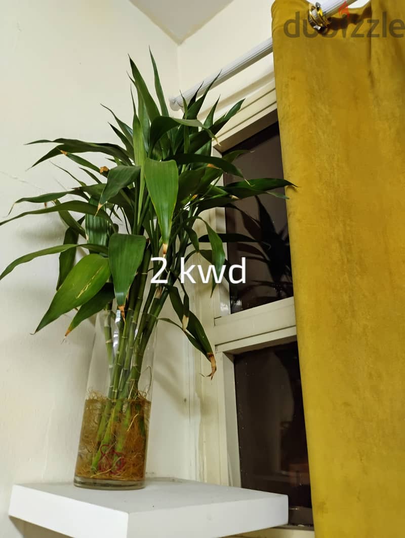 Indoor plants for sale 3