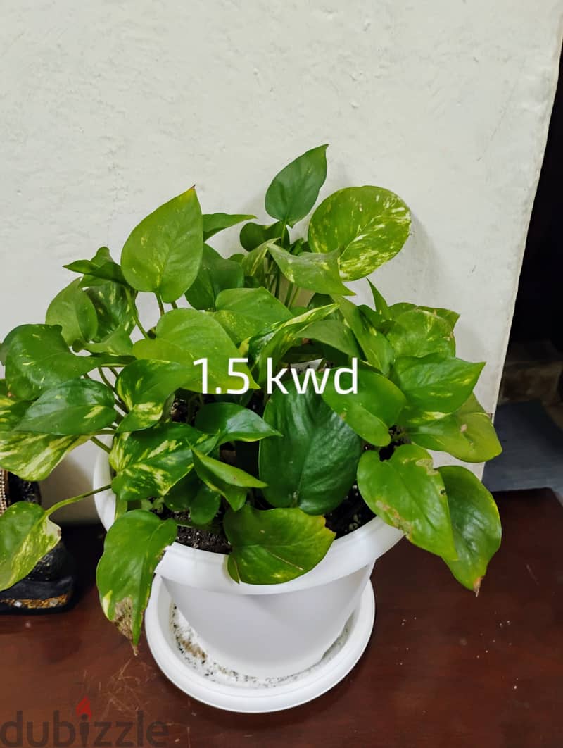 Indoor plants for sale 4