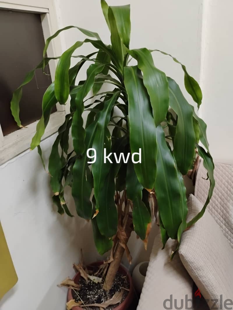 Indoor plants for sale 5