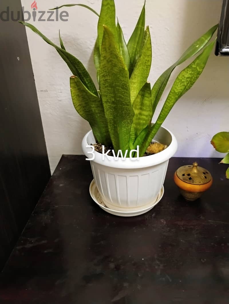 Indoor plants for sale 6