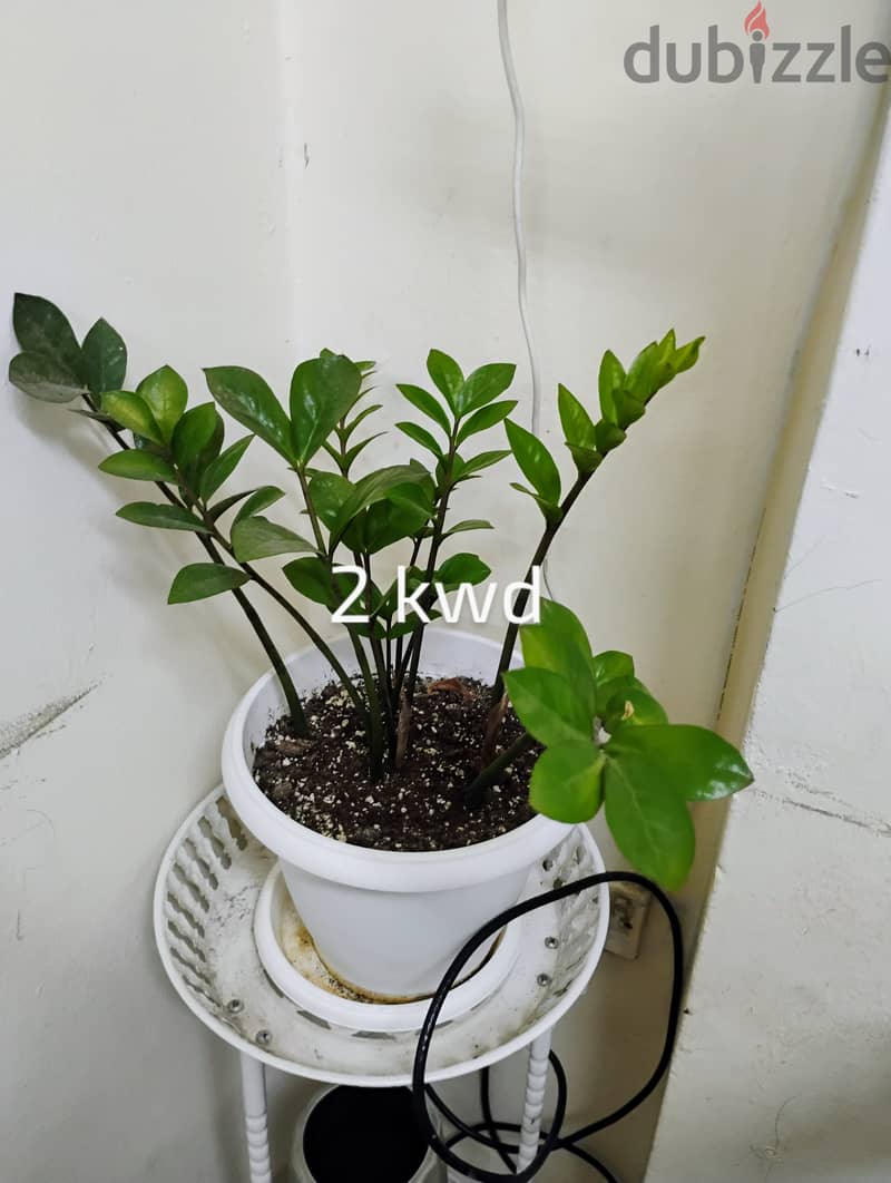 Indoor plants for sale 7