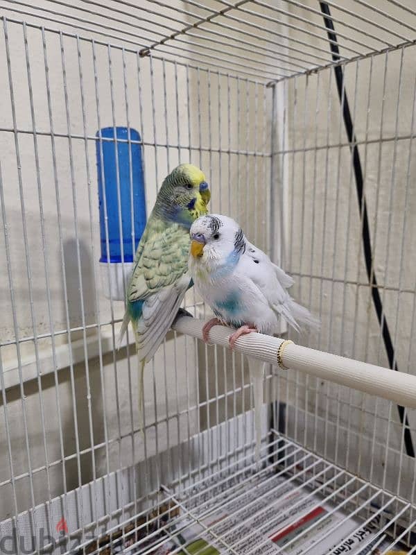 2 love birds and big cage and small cage for sale 1