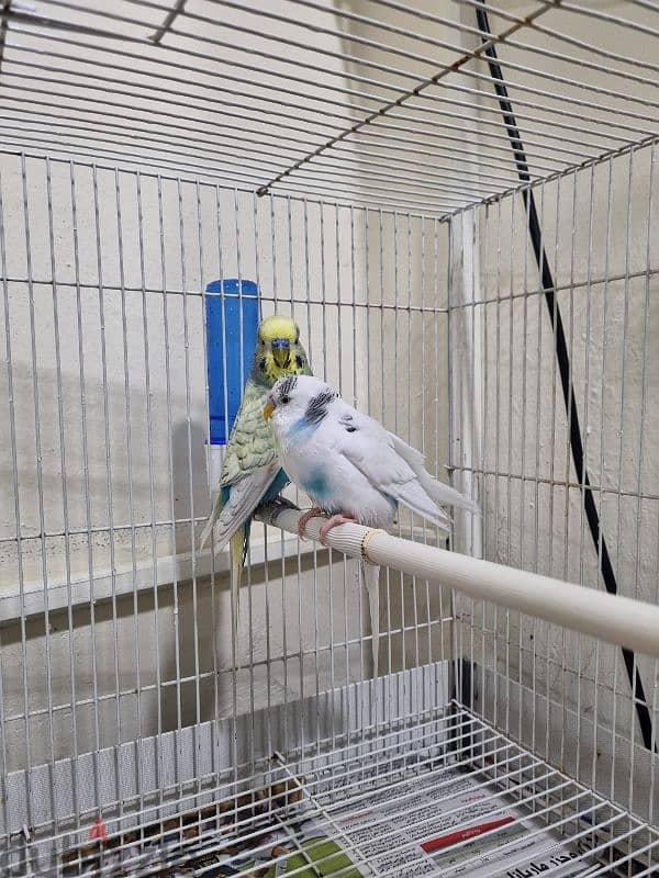 2 love birds and big cage and small cage for sale 3