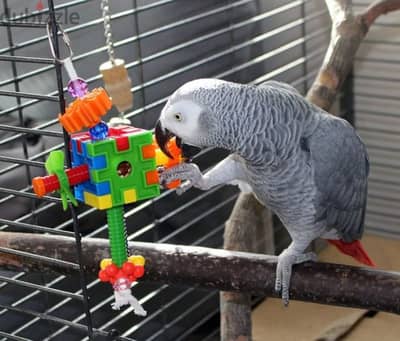 African grey parrots