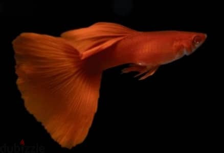 albino full red guppies for sale