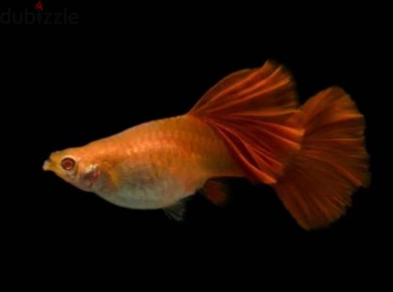 albino full red guppies for sale 1