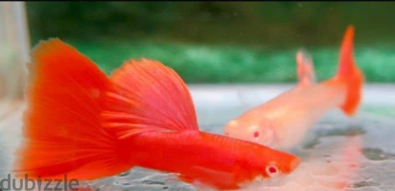 albino full red guppies for sale 2