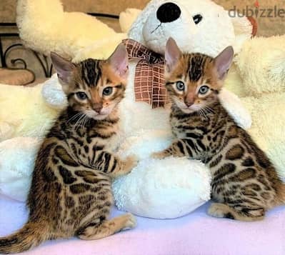 Whatsapp me +96555207281 Bengal  kittens for sale