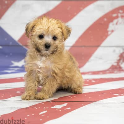 Whatsapp me +96555207281 Shorkie puppies for sale