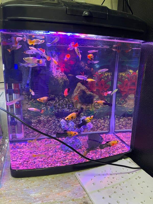 fish tank for sale with all accessories 4