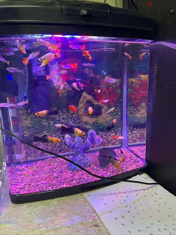 fish tank for sale with all accessories 5