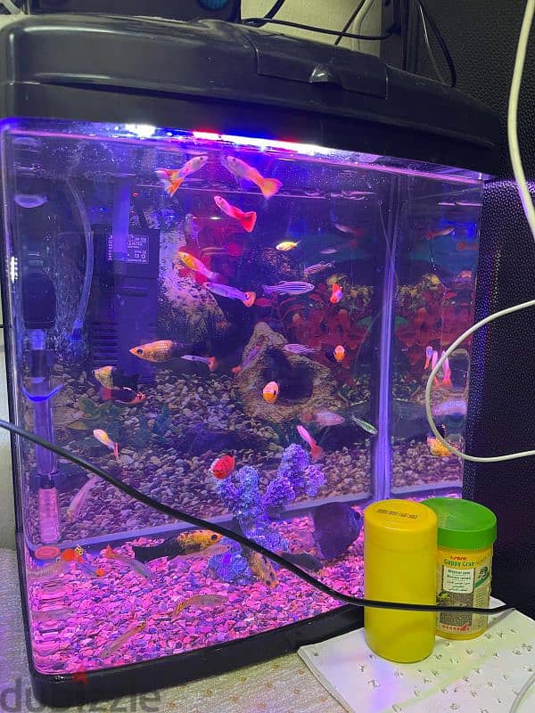 fish tank for sale with all accessories 6