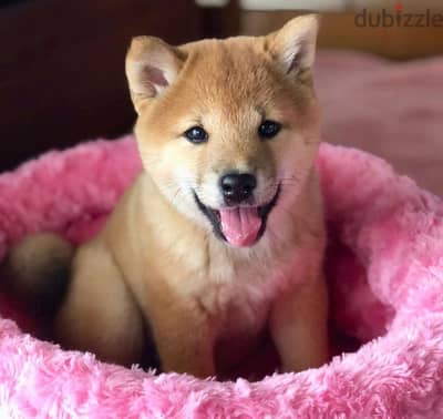 Whatsapp me +96555207281 Shiba Inu puppies for sale