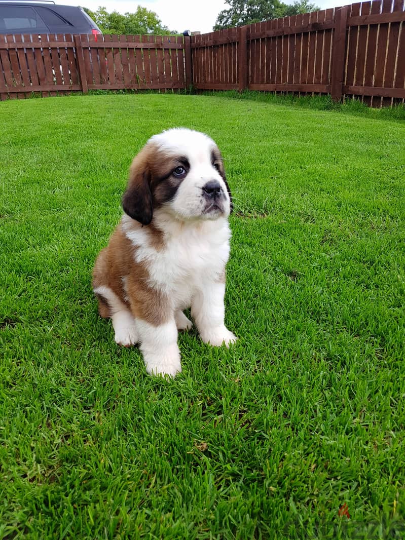 Whatsapp me +96555207281 Saint Bernard puppies for sale 0