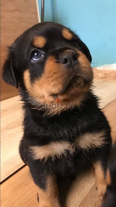 Whatsapp me +96555207281 Rottweiler  puppies for sale