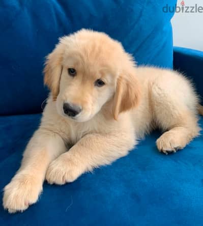 Whatsapp me +19087684279‬ Golden retriever puppy for sale