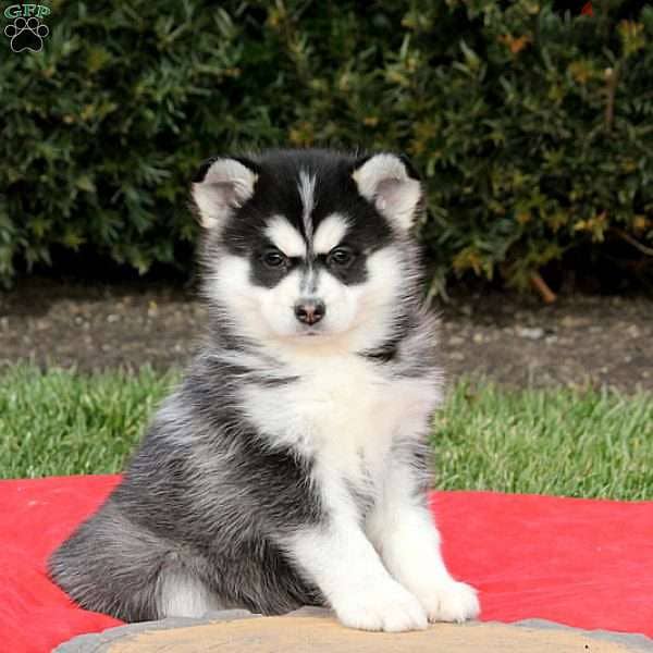 Whatsapp me +96555207281 Pomsky puppies for sale 0