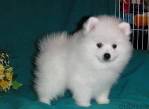 Whatsapp me +96555207281 Pomeranian  puppies for sale 1