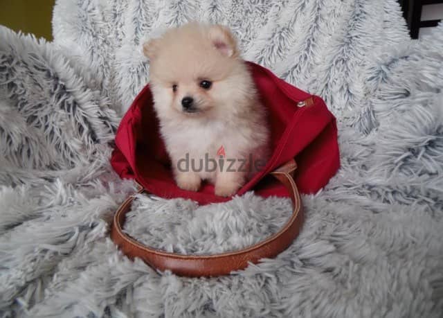 Whatsapp me +96555207281 Pomeranian  puppies for sale 2