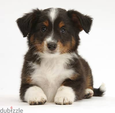 Whatsapp me +96555207281 Miniature American shepherd puppies