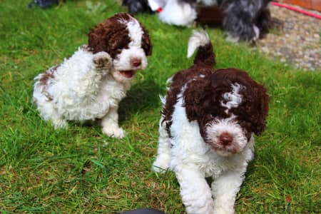 Whatsapp me +96555207281 Lagotto Romagnolo puppies for sale