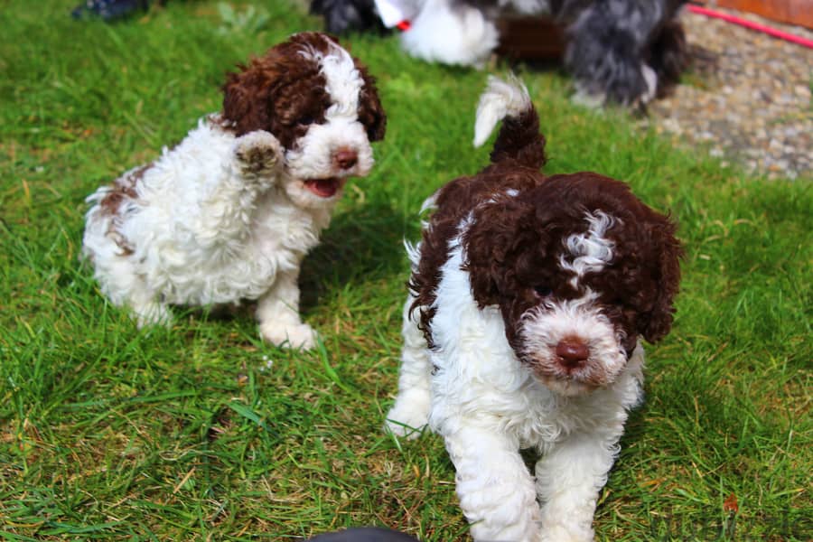 Whatsapp me +96555207281 Lagotto Romagnolo puppies for sale 0