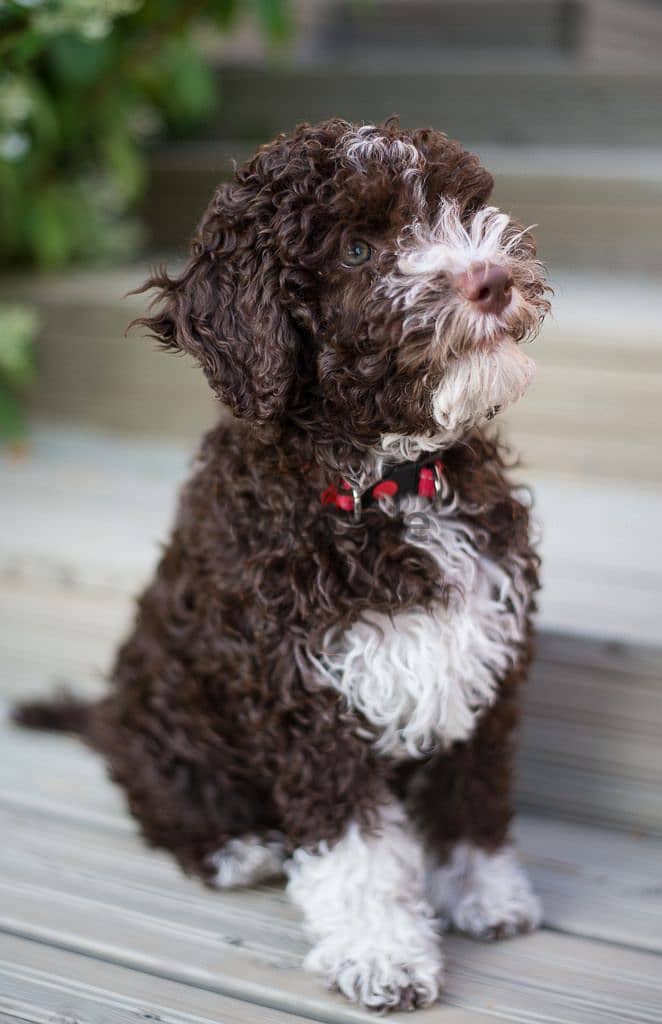 Whatsapp me +96555207281 Lagotto Romagnolo puppies for sale 1