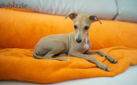 Whatsapp me +96555207281 Italian Greyhound puppies for sale