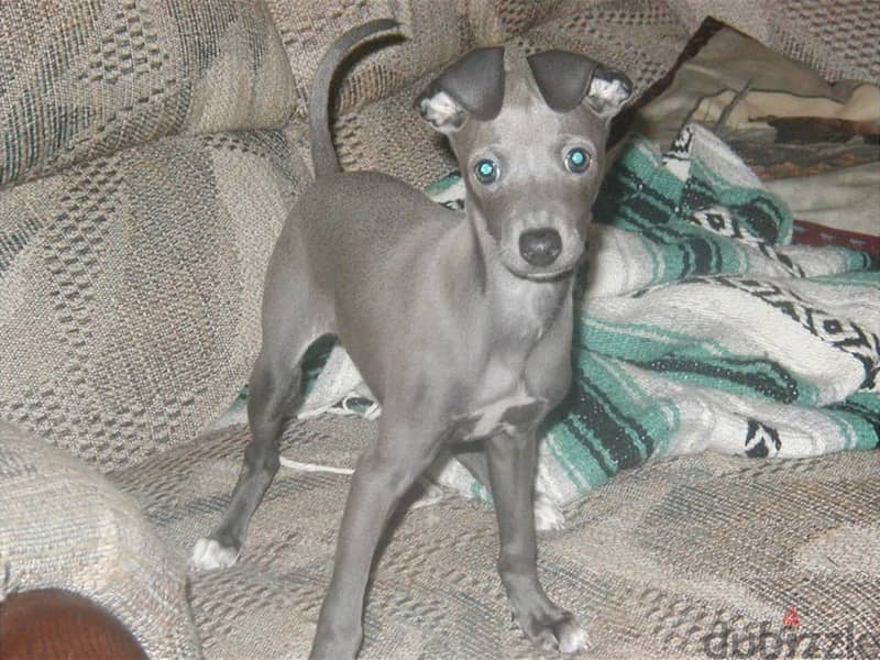 Whatsapp me +96555207281 Italian Greyhound puppies for sale 1