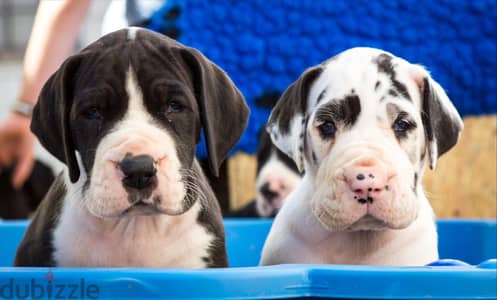 Whatsapp me +96555207281 Great Dane puppies for sale