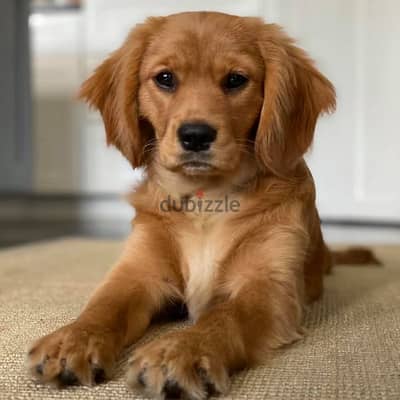 Whatsapp me +96555207281 Golden Cavalier  puppies for sale