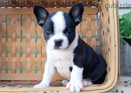 Whatsapp me +96555207281 Frenchton  puppies for sale