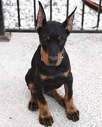 Whatsapp me +96555207281 Doberman Pinscher puppies for sale