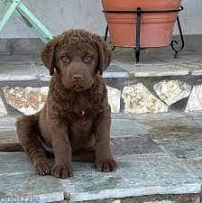 Whatsapp me +96555207281 Chesapeake Bay retriever  puppies for sale 0