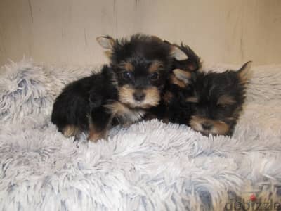 Yorkshire Terrier puppies