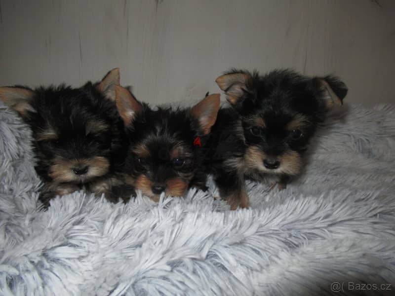 Yorkshire Terrier puppies 1