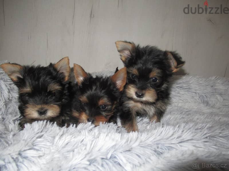 Yorkshire Terrier puppies 2